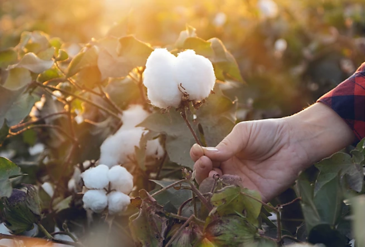 big w cotton field